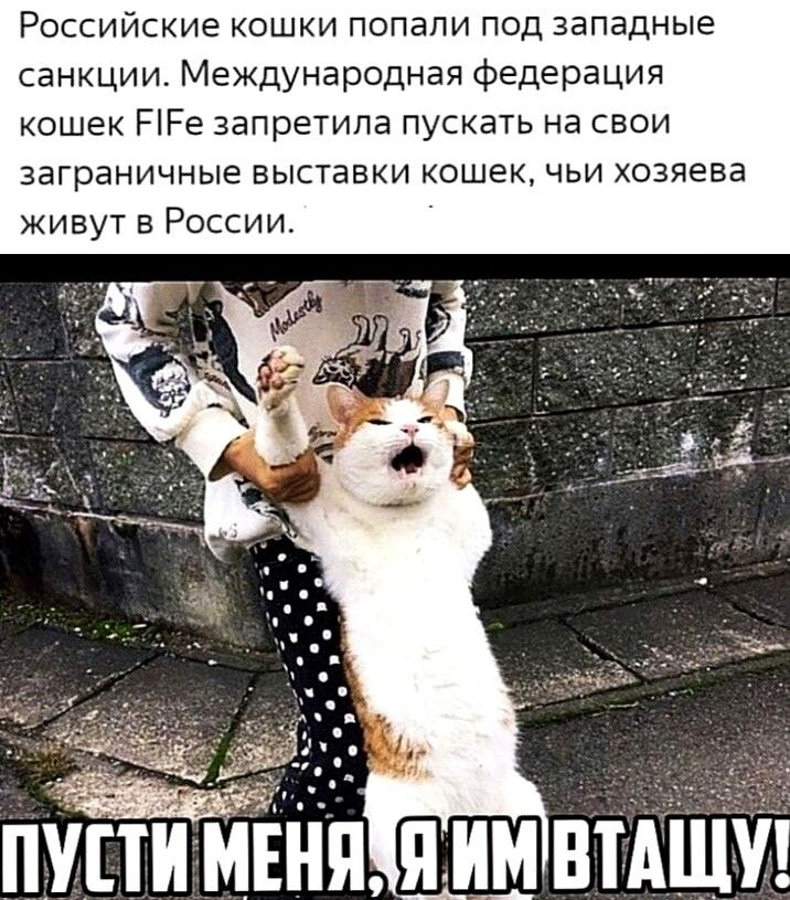 Российские кошки попали под западные санкции Международная федерация кошек РіРе запретила пускать на свои заграничные выставки кошек чьи хозяева живут в России