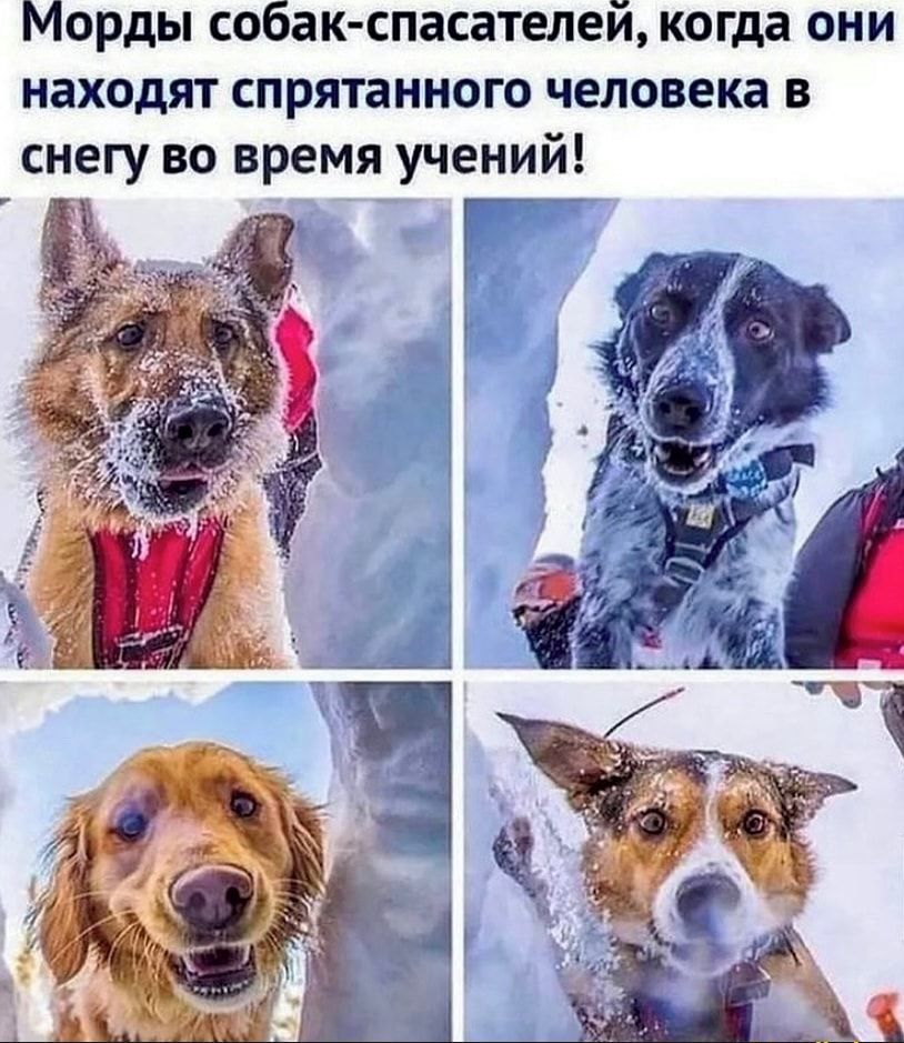 Морды собак спасателей когда они находят спрятанного человека в снегу во время учений