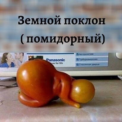 Земной поктц _ помидорный