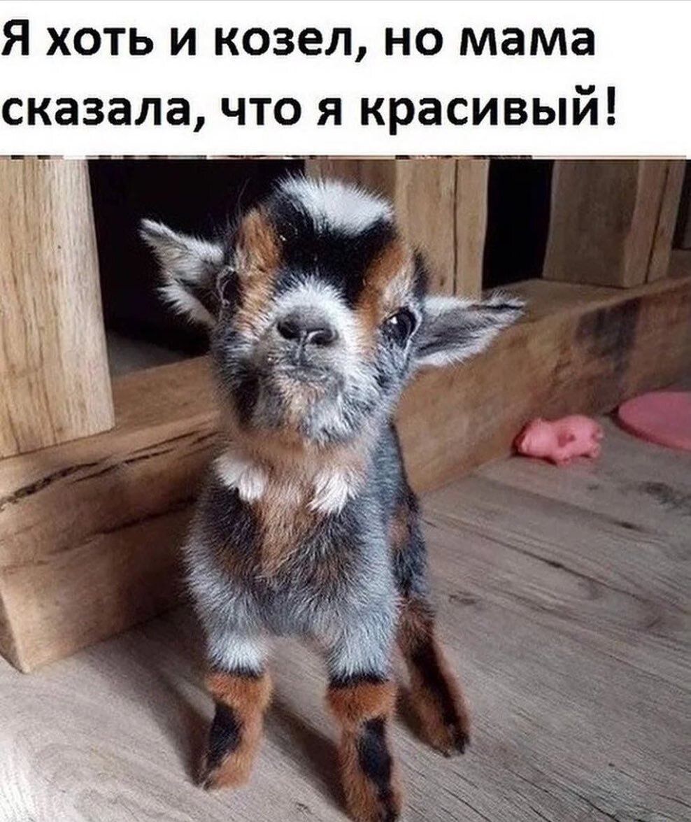 Я ХОТЬ И КОЗЕЛ НО мама сказала ЧТО Я красивый