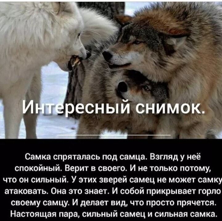 Самка спряталась под самца Взгляд у неё спокойный Верит в своего И не только потому что он сильный У этих зверей самец не может самку атаковать Она это знает И собой прикрывает горло своему самцу И делает вид что просто прячется Настоящая пара сильный самец и сильная самка