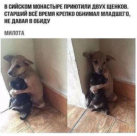 В БИЙВКПМ МПНАСТЫРЕ ПРИЮТИЛИ дВУХ ЩЕНКОВ БТПРШИЙ ВСЁ ВРЕМЯ КРЕПКП ВБНИМАЛ МЛАДШЕГП НЕ дАВАП В ВВИДУ МИППТА