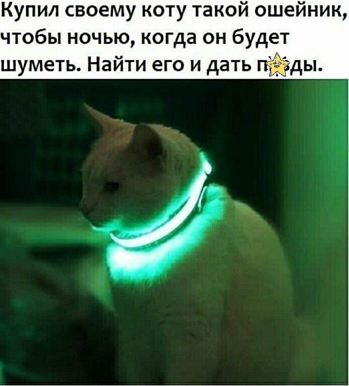 Купил своему коту такой ошейник чтобы ночью когда он будет шуметь Найти его и дать