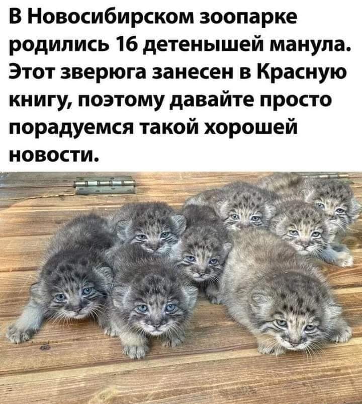 В Новосибирском зоопарке родились 16 детенышей манула Этот зверюга занесен в Красную книгу поэтому давайте просто порадуется такой хорошей новости