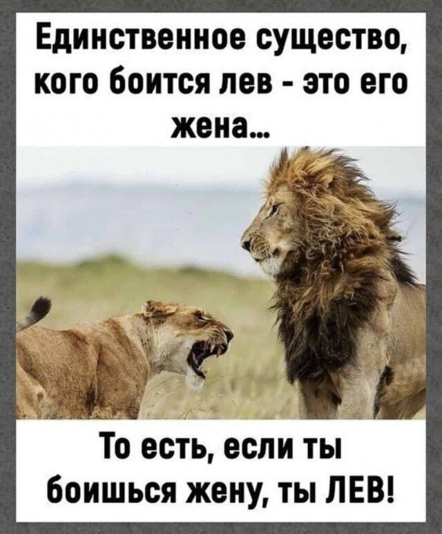 Единственное существо кого боится лев это его То есть если ты боишься жену ты ЛЕВ