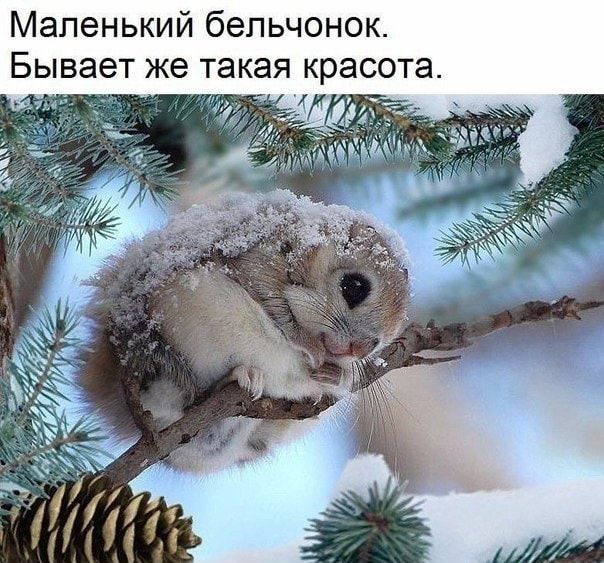 Маленький бепьчонок Бывает же такая красот