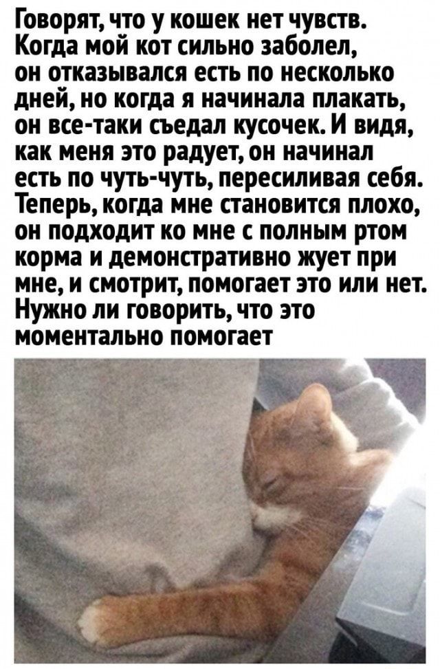Говорят что у кошек нет чувств Когда мой кот сильно заболел он отказывался есть по несколько дней но когда я начинала плакать он все таки сьедал кусочек И видя как меня это радует он начинал есть по чуть чуть пересиливая себя Теперь когда мне становится плохо он подходит ко мне с полным ртом корма и демонстративно жует при мне и смотрит помогает это или нет Нужно ли говорить что это МОМЕНТЗЛЫЮ пом