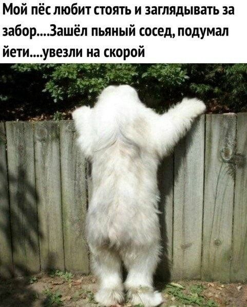 Мой пёслюбит стоять и заглядывать за заборЗашёл пьяный сосед подумал йетиувезли на скорой