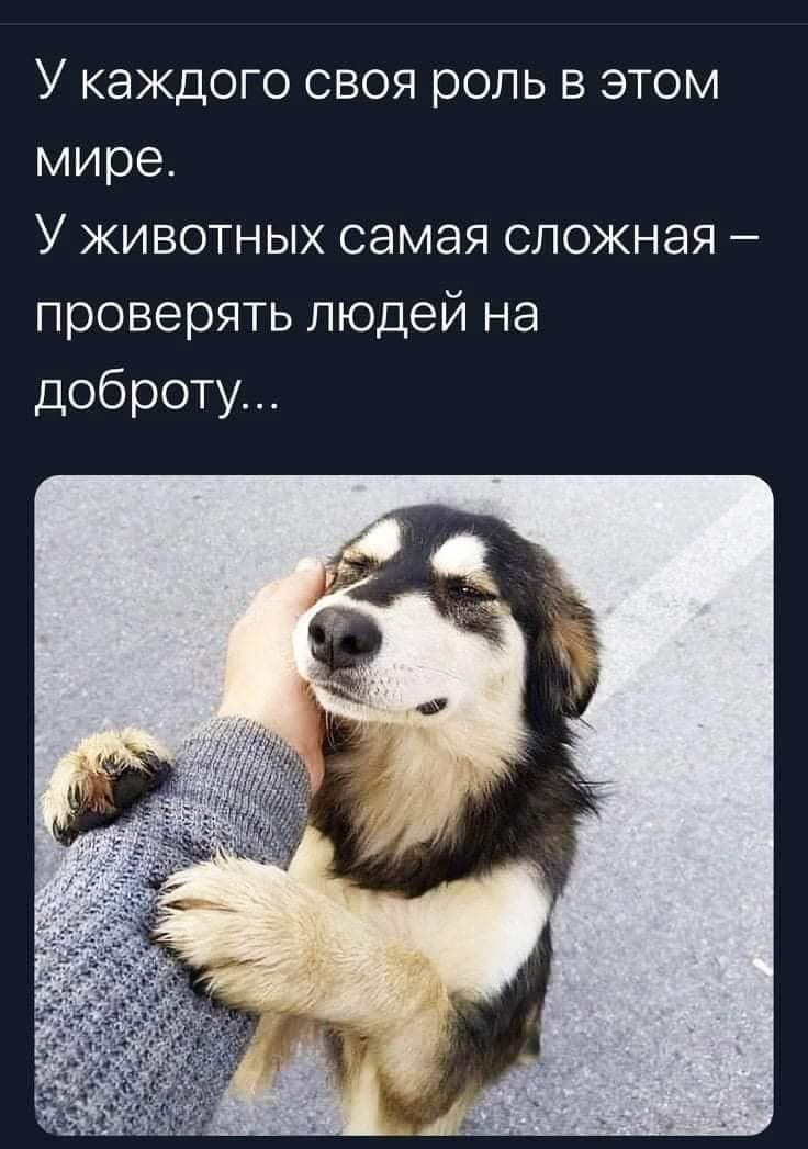 У каждого своя роль в этом мире У животных самая сложная проверять людей на доброту