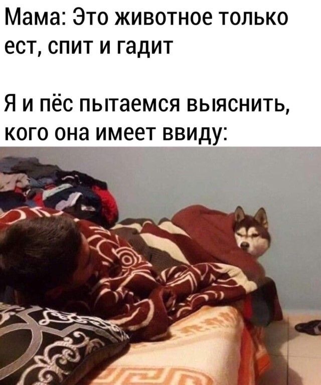 Мама Это животное только ест спит и гадит Я и пёс пытаемся выяснить кого она имеет ввиду