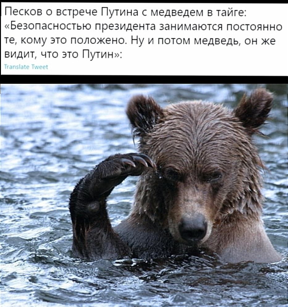 Песков о встрече Путина с медведем в тайге Безопасностью президента занимаются постоянно те кому это положено Ну и потом медведь он же видит что это Путин