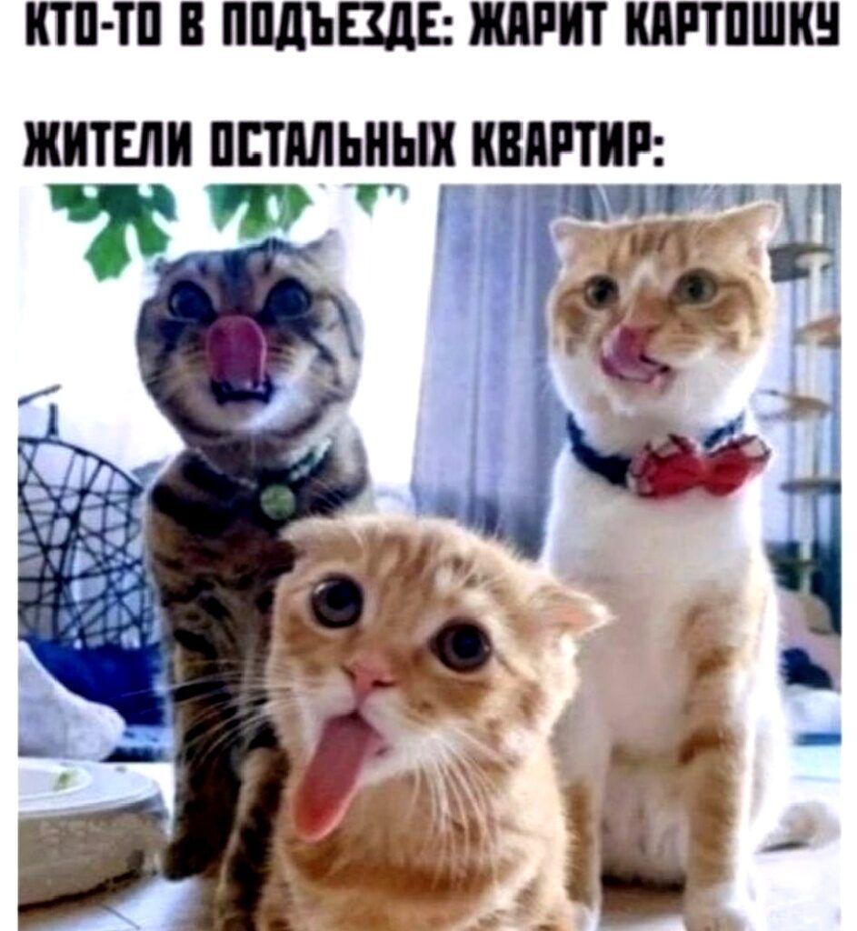 КТП ТП В ППдЪЩЕ МРИТ МППШК ЖИТЕЛИ ППМЬНЫХ КМП Щ