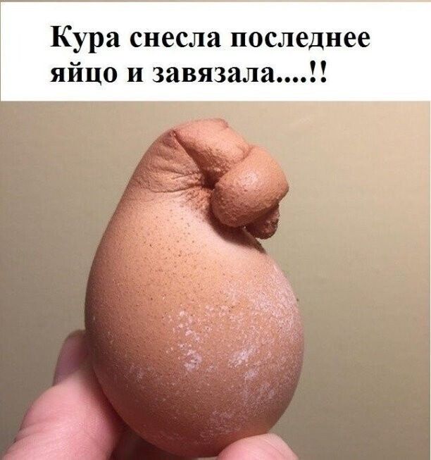 Кура снесла последнее яйцо и завязала