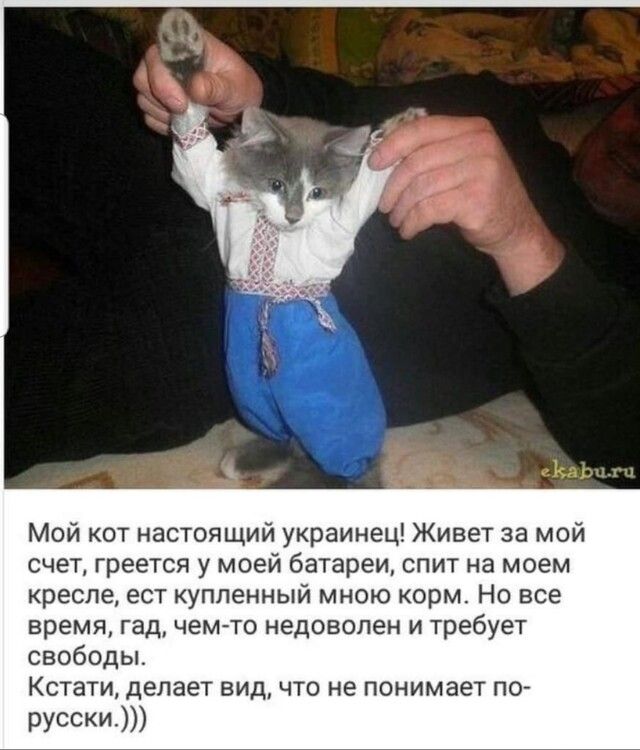 Карм ц Мой кот настоящий украинец Живет за мой счет греется у моей батареи спит на моем кресле ест купленный мною корм Но все время гад чем то недоволен и требует свободы Кстати делает вид что не понимает по русски