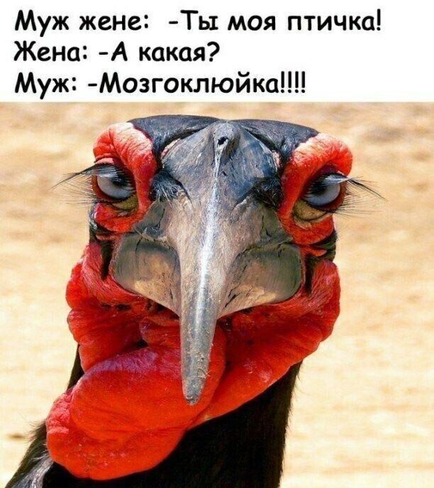 Муж жене Ты моя птичка Жена А какая Муж Мозгоклюйка