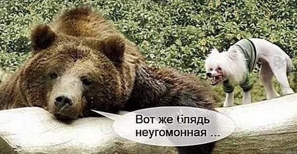 блядь неугомонная е ж Т о В
