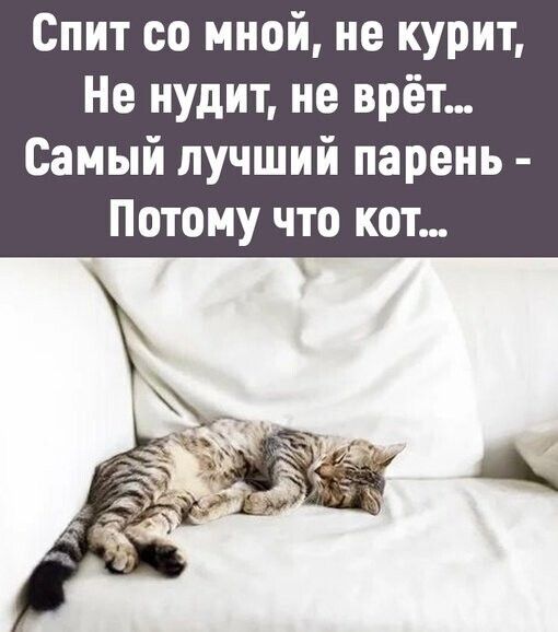 Спит со мной не курит Не нудит не врёт Самый лучший парень Потому что кот