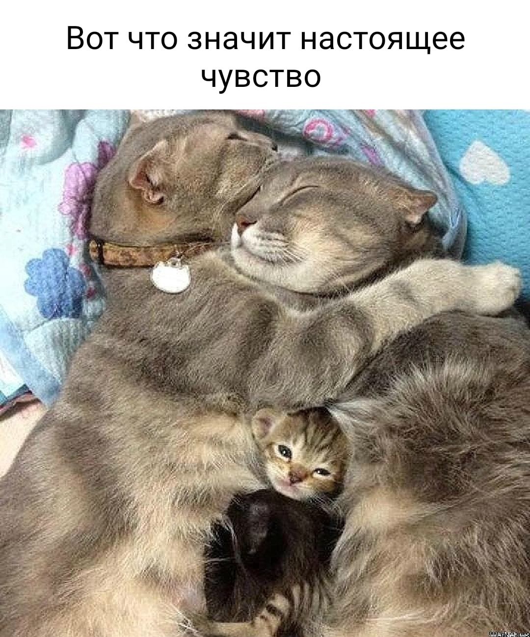 Вот то значит настоящее чувство