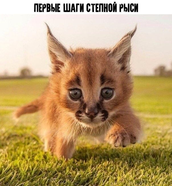 ПЕРВЫЕ ШАГИ СТЕШЮЙ рыси