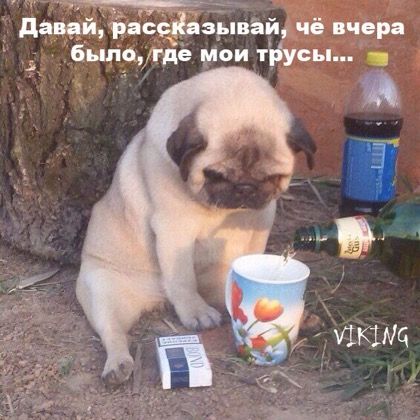 даре гасёізіпвьщ чё вчера быпущё мои тусы