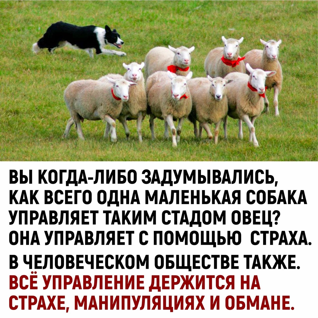 ВЫ КОГДА ЛИБО ЗАДУМЫВАЛИСЬ КАК ВСЕГО ОДНА МАЛ ЕН ЬКАЯ СОБАКА УПРАВЛЯЕТ ТАКИМ СТАДОМ ОВЕЦ ОНА УПРАВЛЯЕТ С ПОМОЩЬЮ СТРАХА В ЧЕЛОВЕЧЕСКОМ ОБЩЕСТВЕ ТАКЖЕ ВСЁ УПРАВЛЕНИЕ ДЕРЖИТСЯ НА СТРАХЕ МАНИПУЛЯЦИЯХ И ОБМАНЕ