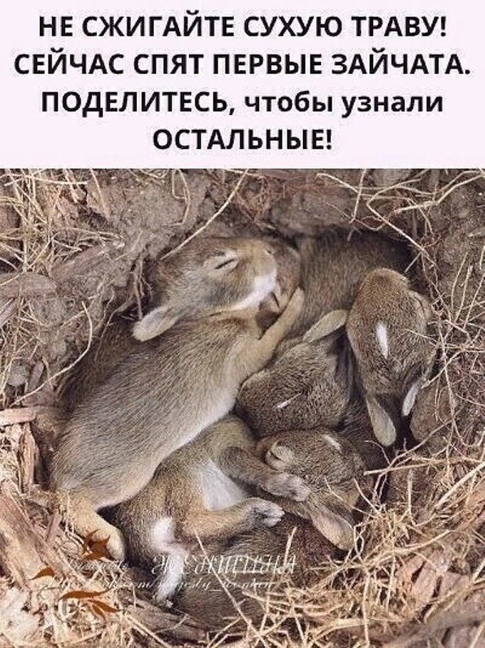 НЕ СЖИГАЙТЕ СУХУЮ ТРАВУ СЕЙЧАС СПЯТ ПЕРВЫЕ ЗАЙЧАТА ПОДЕЛИТЕСЬ чтобы узнали