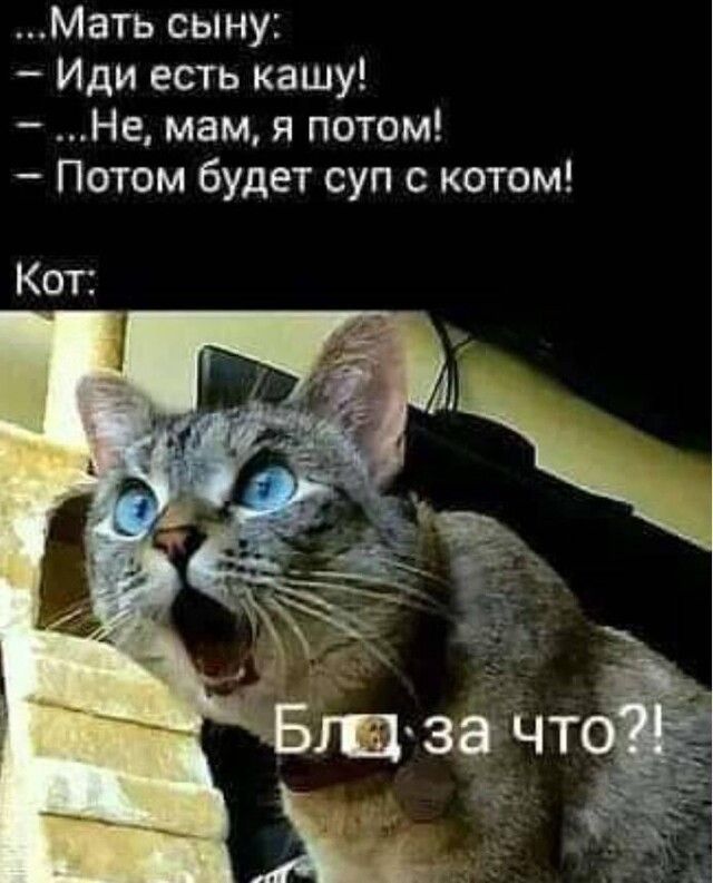 Мать сыну Иди есть кашу Не мам я потом Потом будет суп с котом Кот