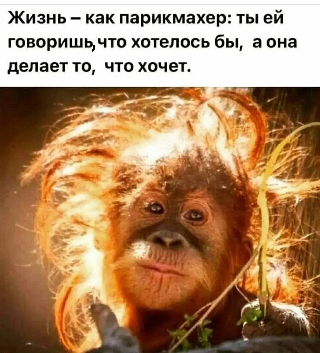 Жизнь как парикмахер ты ей говоришьчто хотелось бы а она делает то что хочет