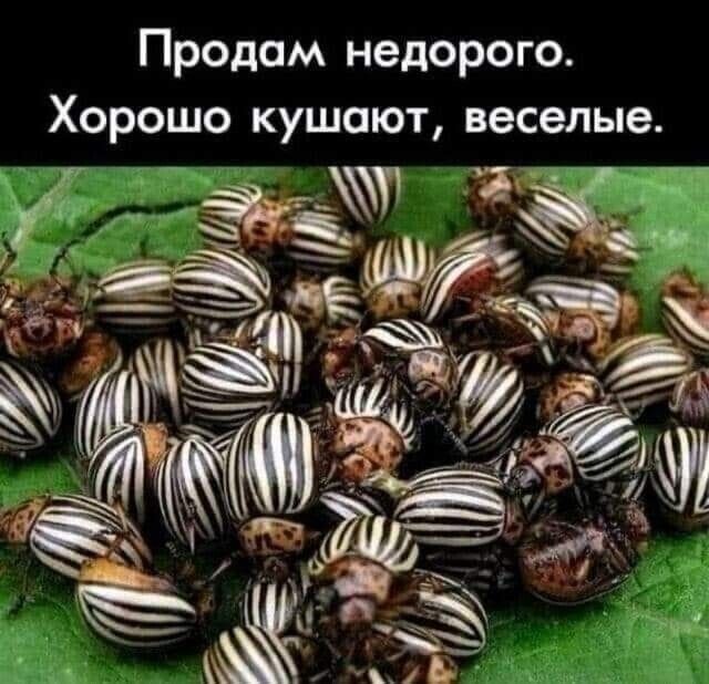 Продам недорого Хорошо кушают веселые и ад