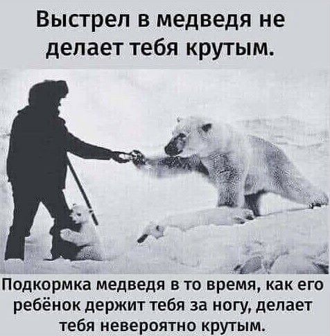 Выстрел в медведя не делает тебя крутым Подкормка медведя в то время как его ребёнок держит тебя за ногу делает тебя невероятно крутым