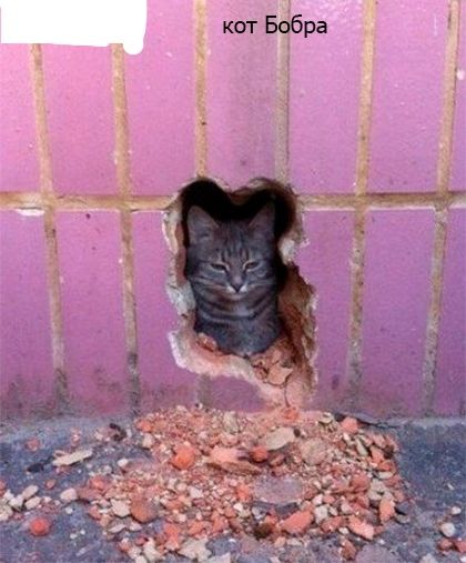кот Бабра