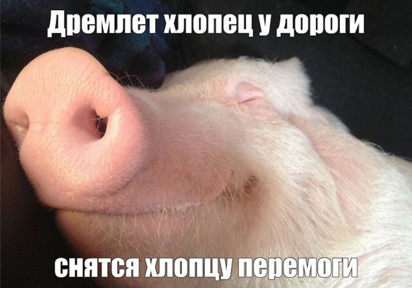 дремлет клоп ц У дЩШГИ снятся ШШЩ ы