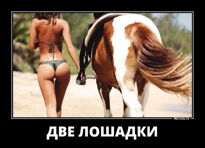 ДВЕ ЛОШАДКИ