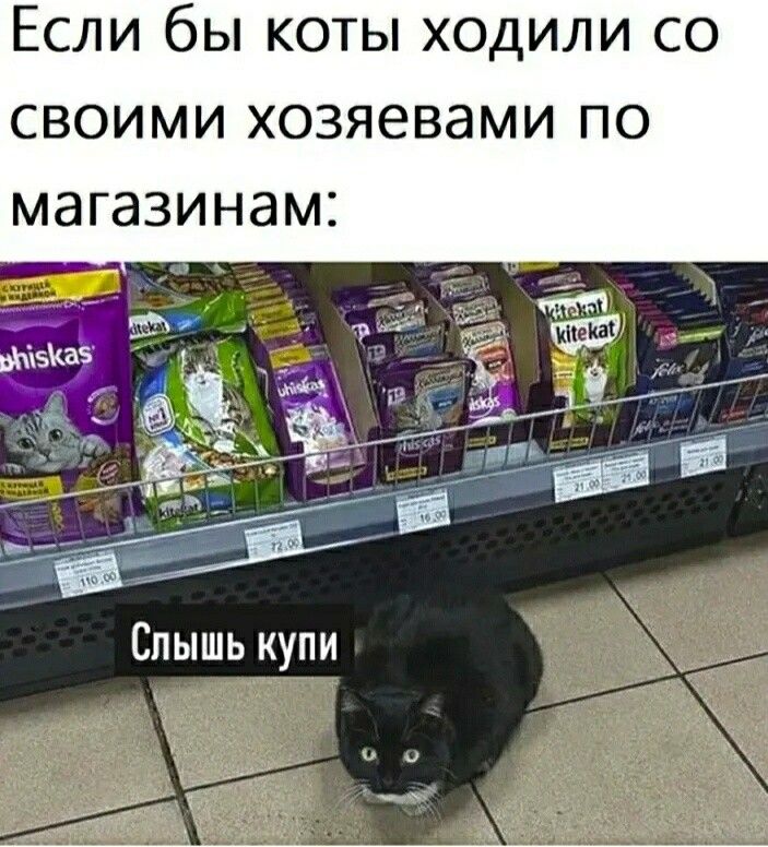 Если бы коты ходили со СВОИМИ ХОЗЯЕВЗМИ ПО МЭГЭЗИНЭМС Спышь купи