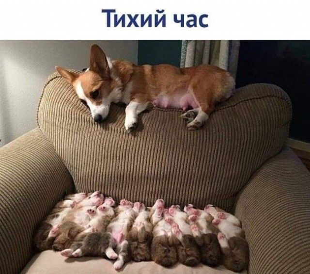 Тихий час