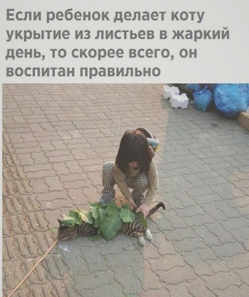 Если ребенок делает коту укрытие из листьев в жаркий день то скорее всего он воспитан правильно