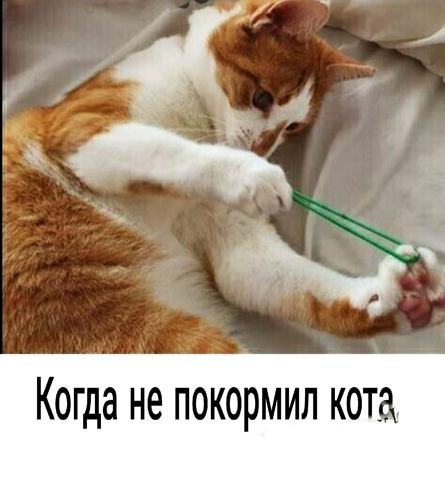 Когда нё покормил кота