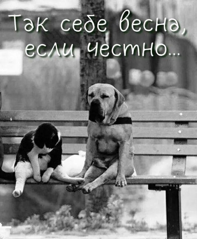 себе бе чёстнбз