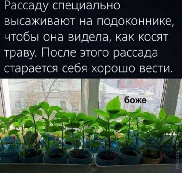 Рассаду специально высаживают на подоконнике чтобы она видела как косят траву После этого рассада старается себя хорошо вести