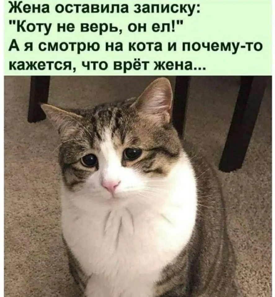 Жена оставила записку Коту не верь он ел А я смотрю на кота и почему то кажется что врёт жена