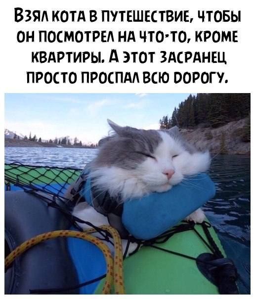 ВЗЯЛ КОТА В ПУТЕШЕСТВИЕ ЧТОБЫ ОН ПОСМОТРЕЛ НА ЧТО ТО КРОМЕ КВАРТИРЫ А ЭТОТ ЗАСРАНЕЦ ПРОСТО ПРОСПАЛ ВСЮ РОРОГУ