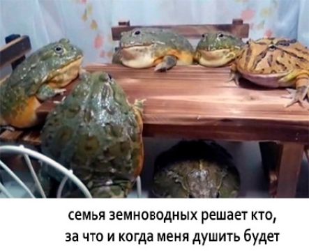 семья земноводных решает кто за что и когда меня душить 6уде1