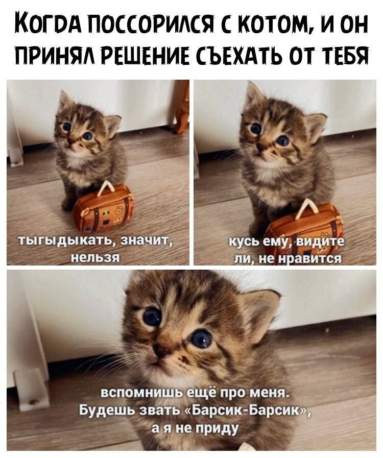 КОГОА ПОССОРИАСЯ КОТОМ И ОН ПРИНЯЛ РЕШЕНИЕ СЪЕХАТЬ ОТ ТЕБЯ тыгыдыкать значит нельзя вспомнищР ещё про меня Будешь звать Барсик Барсик а я не приду