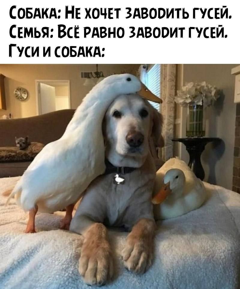 СОБАКА НЕ ХОЧЕТ ЗАВООИТЬ ГУСЕЙ СЕМЬЯ ВСЁ РАВНО ЗАВООИТ ГУСЕЙ ГУСИ И СОБАКА
