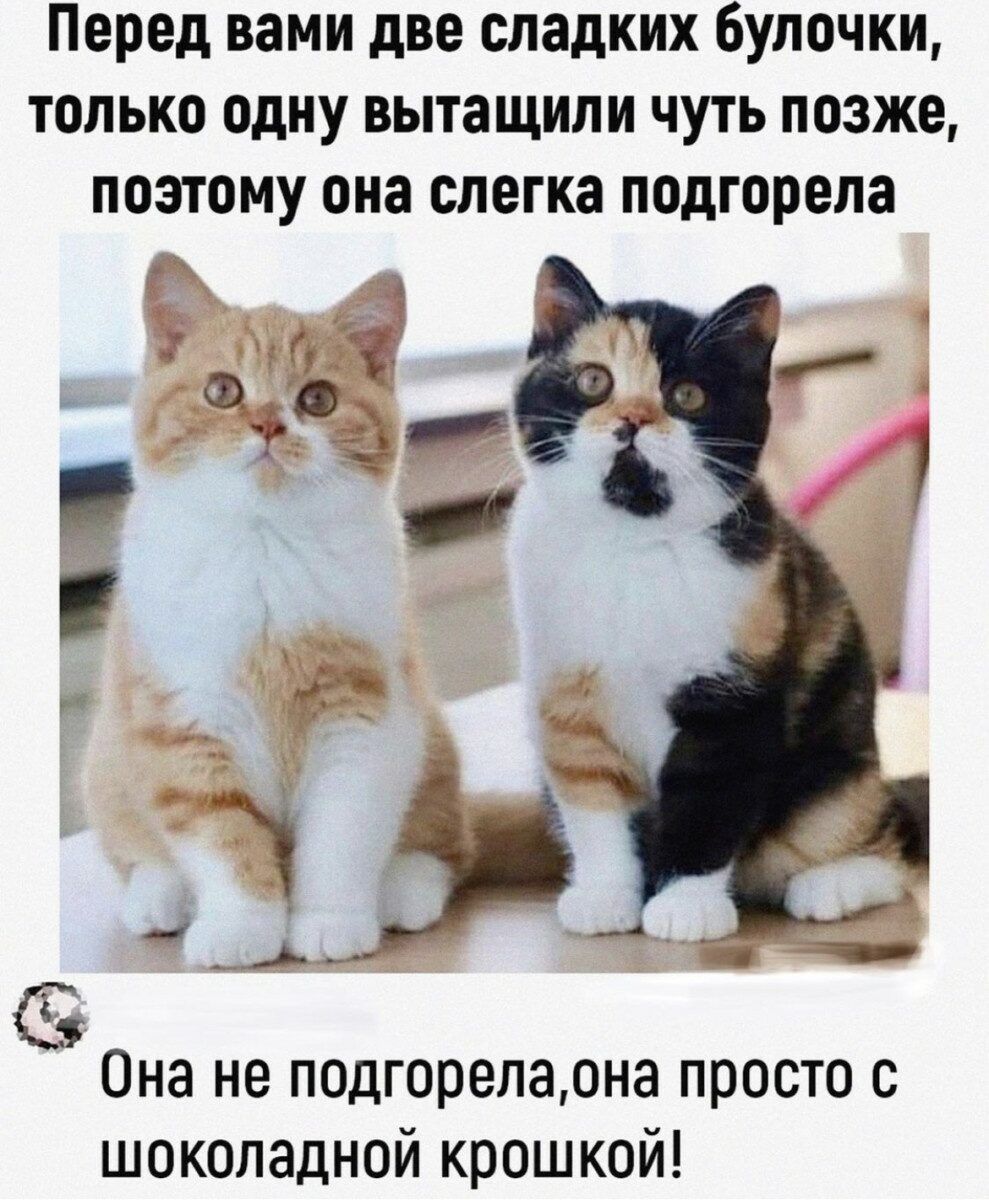 Перед вами две сладких булочки только одну вытащили чуть позже поэтому она слегка подгорела Она не подгореладна просто с шоколадной крошкой