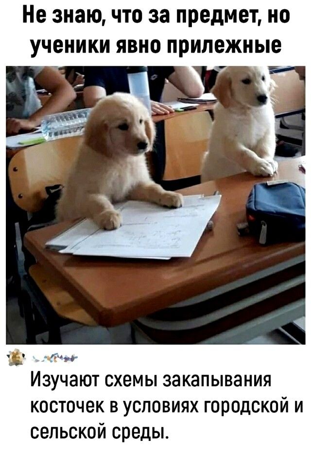 Не знаю ЧТО за ПРЕДМЕТ НО УЧЕНИКИ ЯВНО припежные ИЗУЧЗЮТ схемы ЗЭКЭПЫВЭНИЯ косточек в условиях городской и сельской среды