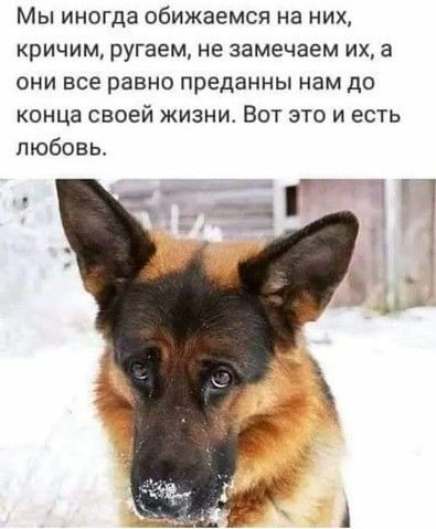 Мы иногда обижаемся на них кричим ругаем не замечаем их а они все равно преданны нам до конца своей жизни Вот это и есть любовь