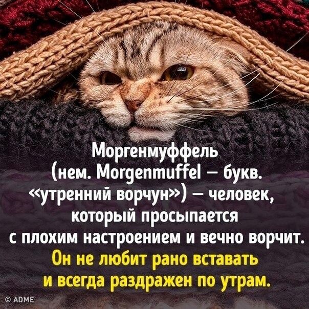 _ моргеннуфоень нем Мощеппшііе букв утренний ворчун человек который просыпается плохим настроением и вечно ворчит ш АПИЕ