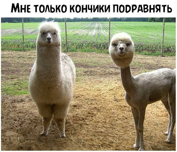 МНЕ ТОАЬКО КОНЧИКИ ПОВРАВНЯТЬ
