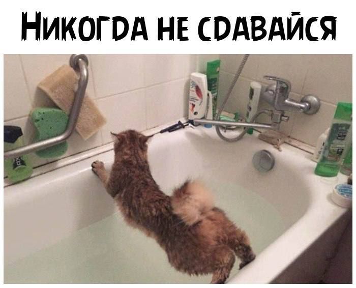 НИКОГОА НЕ СВАВАЙСЯ